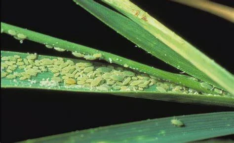 Aphid on Wheat